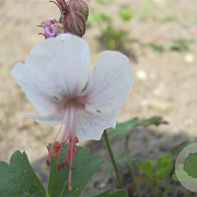 Geranium cant. 'Lohfelden' GM P9
