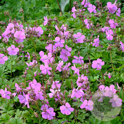 Geranium cant. 'Westray' GM P9