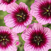 Geranium cin. Jolly Jewel Silver GM P9