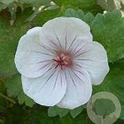 Geranium 'Coombland White' GM P9