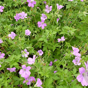 Geranium ox. 'Lady Moore' GM P9
