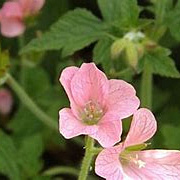 Geranium ox. 'Wageningen' GM P9