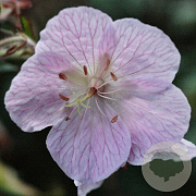Geranium pr. 'Marshmallow' GM P9