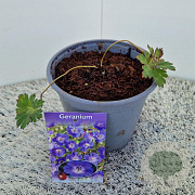 Geranium Rozanne GM 2,5L