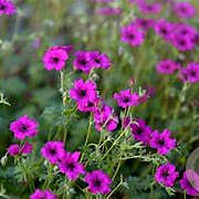 Geranium sang. Frivolius Purple GM P9