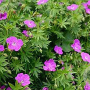 Geranium sang. 'Fruit d'Fleur' GM P9