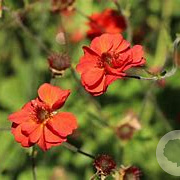 Geum Fiery Tempest GM 2,0L
