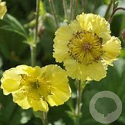 Geum 'Lisanne' GM P9