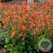 Geum Rustico Orange GM P9