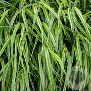 Hakonechloa macra 'Sunny Delight' GM P9
