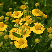 Helenium 'Kanaria' GM P9