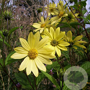 Helianthus kellermanii GM P9