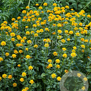 Heliopsis h. 'Asahi' GM P9