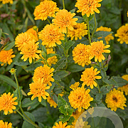 Heliopsis h. 'Asahi' GM P9