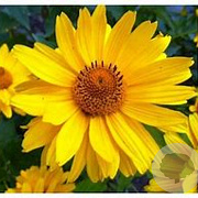Heliopsis h. 'Mars' GM P9