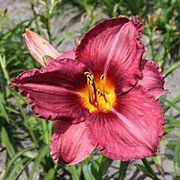 Hemerocallis 'Emperor' GM P9