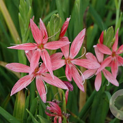 Schizachyrium c. 'Mrs Hegarty' GM P9