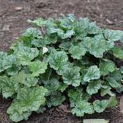 Heuchera a. 'Dale' GM P9