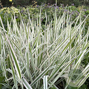 Holcus mollis 'Albovariegatus' GM P9