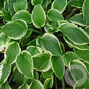 Hosta 'So Sweet' GM P9
