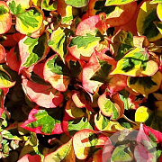 Houttuynia cordata 'Joker's Gold' GM P9