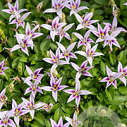 Hypsela reniformis GM P9