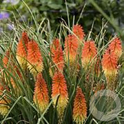Kniphofia 'Backdraft' GM P9