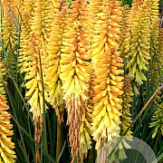 Kniphofia 'Pineapple Popsicle' GM P9