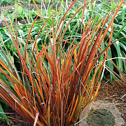 Libertia 'Taupo Sunset' GM P9