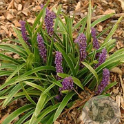 Liriope muscari 'John Burch' GM P9