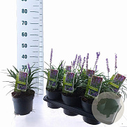 Liriope muscari 'Moneymaker' 20-25 cm 2,5L