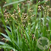 Luzula sylvatica 'Galgenveld' GM P9