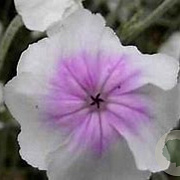 Lychnis coronaria 'Oculata' GM P9