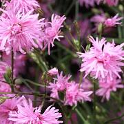 Lychnis flos-cuculi Jenny GM P9