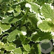 Mentha rot. 'Variegata' GM P9