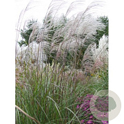Miscanthus sin. 'Beth Chatto' GM  P11