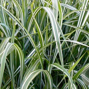 Miscanthus sinensis condensatus GM  P11