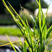 Miscanthus sin. 'Giraffe' GM  P11