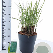 Miscanthus sin. 'Morning Light' 60-100 cm 12L