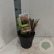 Miscanthus sin. Pink Cloud 30-40 cm 2,0L