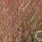Miscanthus sin. 'Purple Fall' GM  P11