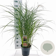 Miscanthus sin. 'Red Chief' 50-80 cm 6,5L