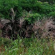 Miscanthus sin. 'Rosi' GM  P11