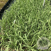 Molinia arundinacea GM 2,0L