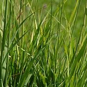 Molinia arund. 'Bergfreund' GM P9
