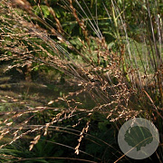 Molinia arund. 'Les Ponts de Cé' GM P9