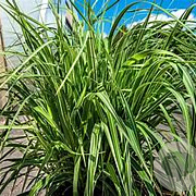 Molinia arund. 'Mostenveld' GM P9