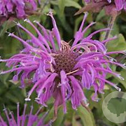 Monarda 'Violet Queen' GM P9