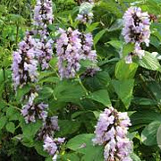 Nepeta subsessilis 'Sweet Dreams' GM P9