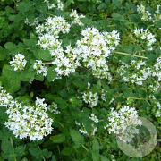 Origanum vulg. 'Album' GM P9